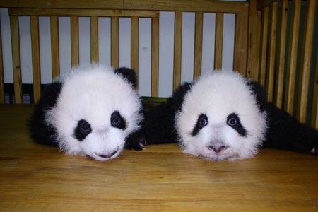 投身社會(huì )公益活動(dòng)，東芝連續四次獲得光明公益獎