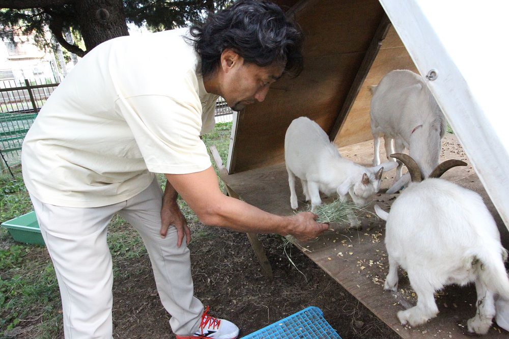 正在照顧山羊的大野均選手